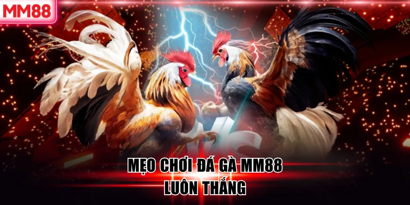 Đá Gà MM88 – Đấu Trường Cược Gà Trực Tuyến Đẳng Cấp 8 Mẹo chơi đá gà MM88 luôn thắng